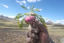La maca