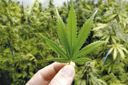Tratamiento de glaucoma en base a marihuana