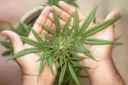 Cultivo responsable con abonos para cannabis naturales