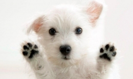 Mejores Residencias Caninas para tu perro