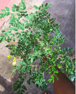 Para Que Sirve La Moringa