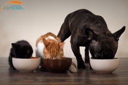 ¿Preocupado por la comida de las mascotas?