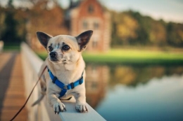 Adiestramiento canino para tu mascota
