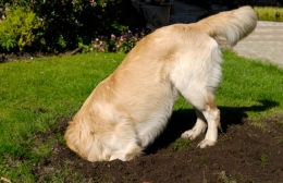   Perros y jardín, ¿Es posible? Lee Este Pots  