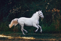 Alimentación para caballos. Dieta saludable y equilibrada