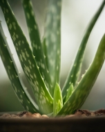 Negocio natural TerritorioAloe