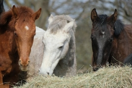 Suplementos nutricionales más adecuados para caballos