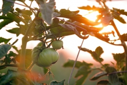 Cómo Formarse en el Entorno Agrario