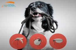 Pulgas y Garrapatas: 5 productos para controlarlas