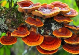 REISHI EL HONGO DE LA ETERNA JUVENTUD