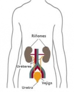 Los riñones: funciones, patologías y tratamiento