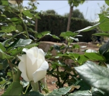 Las flor preservada y sus cuidados