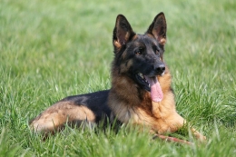 Seguros de responsabilidad civil para perros