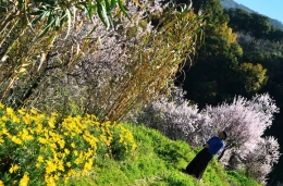 Shinrin Yoku Baño de Bosque la “Salud es la mayor riqueza” 