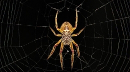 Cómo matar una araña