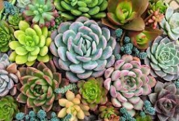 Cuales son las estructuras de las flores