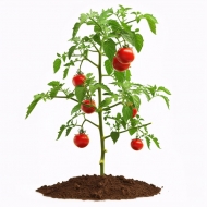 Fertilizantes ecológicos para suelos vivos y fértiles