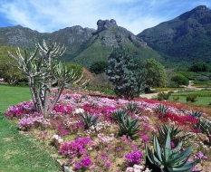 La primavera inunda de flores Sudáfrica