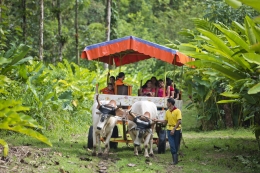  Costa Rica celebra en el mes de marzo el Día Nacional del Boyero