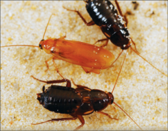 Cómo combatir la cucaracha invasora del Turquestán