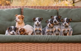 ¿Qué incluye la Medicina General veterinaria? Todo lo que debes saber para cuidar a tu mascota